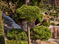 Pinus mugo Burinka IMG_5011 (VALENTA) Sosna kosodrzewina